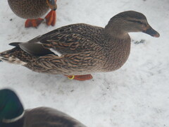 Anas platyrhynchos domesticus