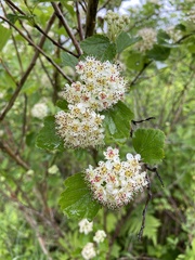 Physocarpus