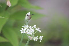 Euodynerus foraminatus