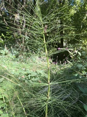 Equisetum arvense
