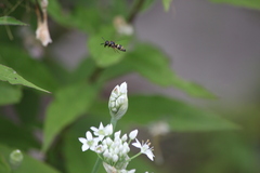 Euodynerus foraminatus