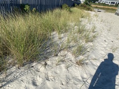 Ammophila breviligulata