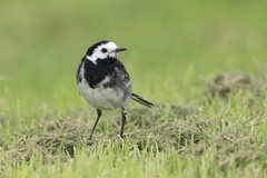 Motacilla alba yarrellii