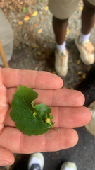 Hormaphis hamamelidis