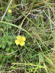 Potentilla erecta