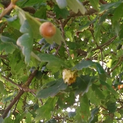 Andricus quercuscalicis