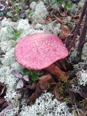 Suillus asiaticus