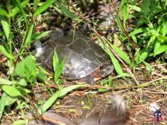 Chrysemys picta marginata