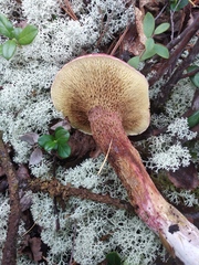Suillus asiaticus