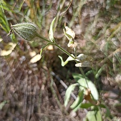 Silene latifolia alba