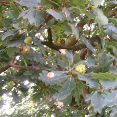 Andricus quercuscalicis