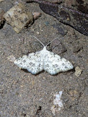 Scopula plantagenaria