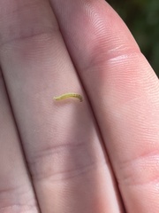 Trichoplusia ni