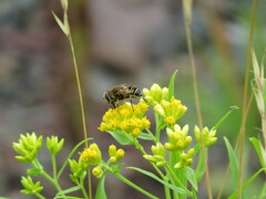 Eristalis nemorum