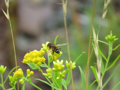 Eristalis nemorum