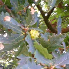 Andricus quercuscalicis