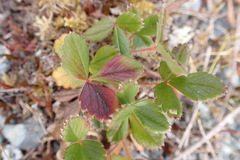 Fragaria