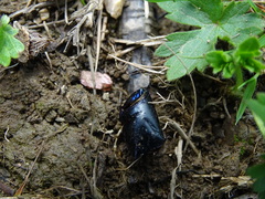 Anoplotrupes stercorosus