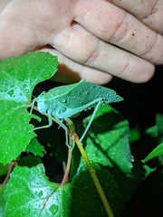 Microcentrum californicum