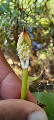 Aponogetonaceae