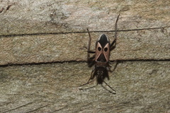 Lasiocoris anomalus