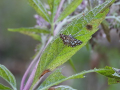 Elophila nymphaeata
