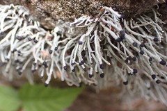 Pilophorus acicularis