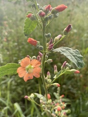 Sphaeralcea angustifolia