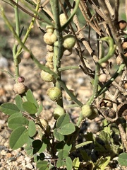 Antistrophus pisum