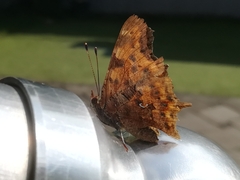 Polygonia c-album