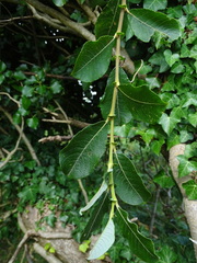 Salix atrocinerea