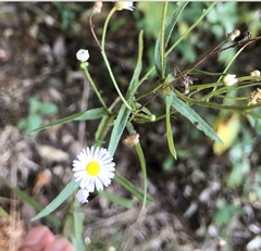 Erigeron strigosus