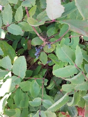Berberis