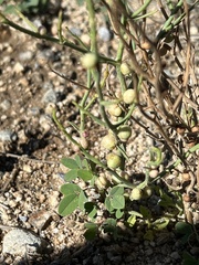 Antistrophus pisum