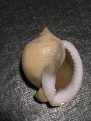 Semicassis granulata