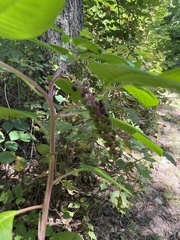 Phytolacca americana