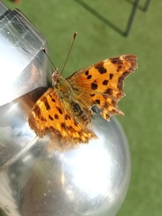 Polygonia c-album