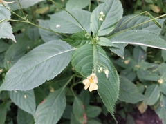 Impatiens parviflora