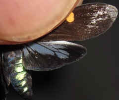 Aclytia
