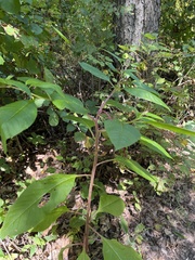 Phytolacca americana
