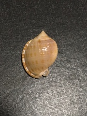 Semicassis granulata