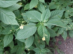 Impatiens parviflora