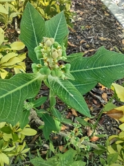 Euphorbia heterophylla