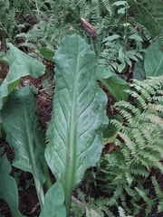 Lysichiton americanus