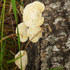 Trametes pubescens