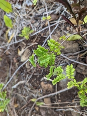 Osteomeles anthyllidifolia