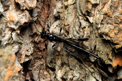 Pelecinus polyturator