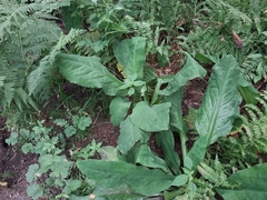 Lysichiton americanus