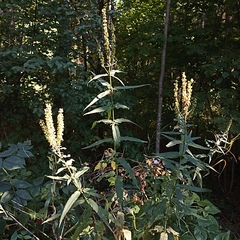 Veronica longifolia