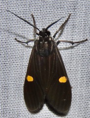 Aclytia